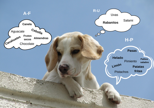 Alimentos que los perros no deben comer