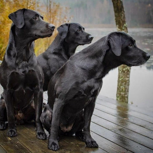 ¿Qué hacer si mi perro está estreñido? Causas, síntomas y Tratamiento