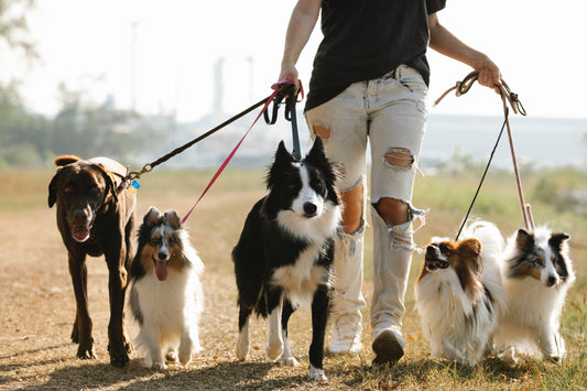 ¿COMO RETRASAR LA ARTROSIS EN PERROS?