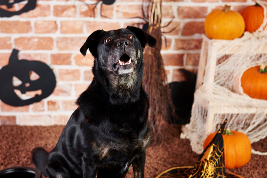 👻¿Disfrazar a tu perro o gato en Halloween es una buena idea?