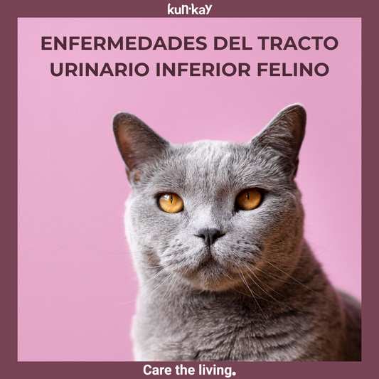 ENFERMEDADES DEL TRACTO URINARIO INFERIOR FELINO (FLUTD)