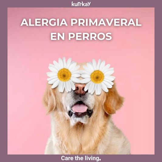 ALERGIA PRIMAVERAL EN PERROS: PREVENCIÓN, SÍNTOMAS Y TRATAMIENTO