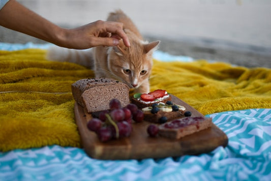 Suplementos y vitaminas para gatos: tipos y usos