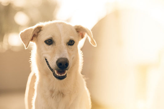 ALERGIA PRIMAVERAL EN PERROS: PREVENCIÓN, SÍNTOMAS Y TRATAMIENTO