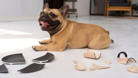 ¿Cómo tratar el estrés de mi perro?