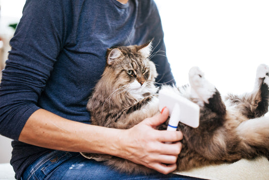 ¿Cómo prevenir y eliminar las bolas de pelo de mi gato?🐱