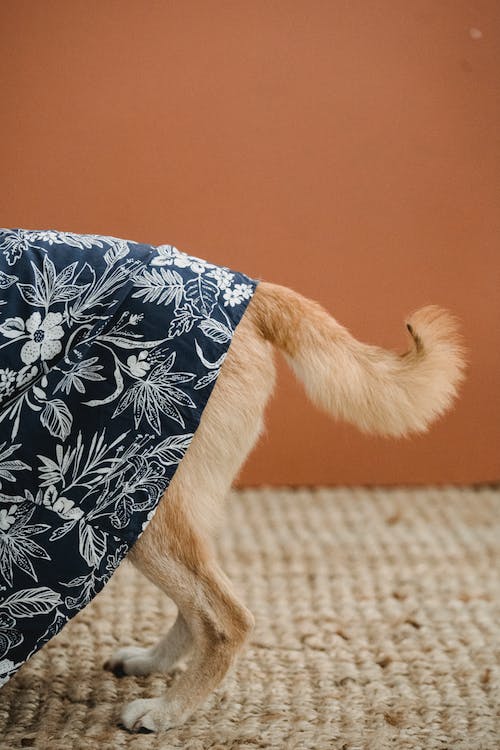 El lenguaje corporal de los perros