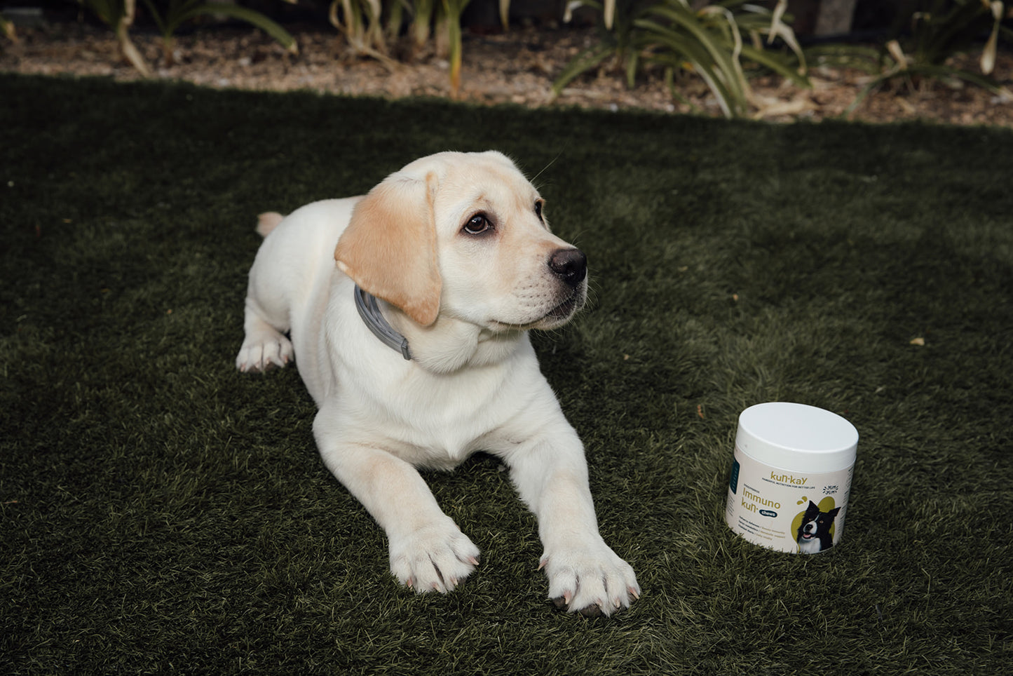 Immunokun Chews Perros - Suplemento para Mejorar la Respuesta Inmunitaria