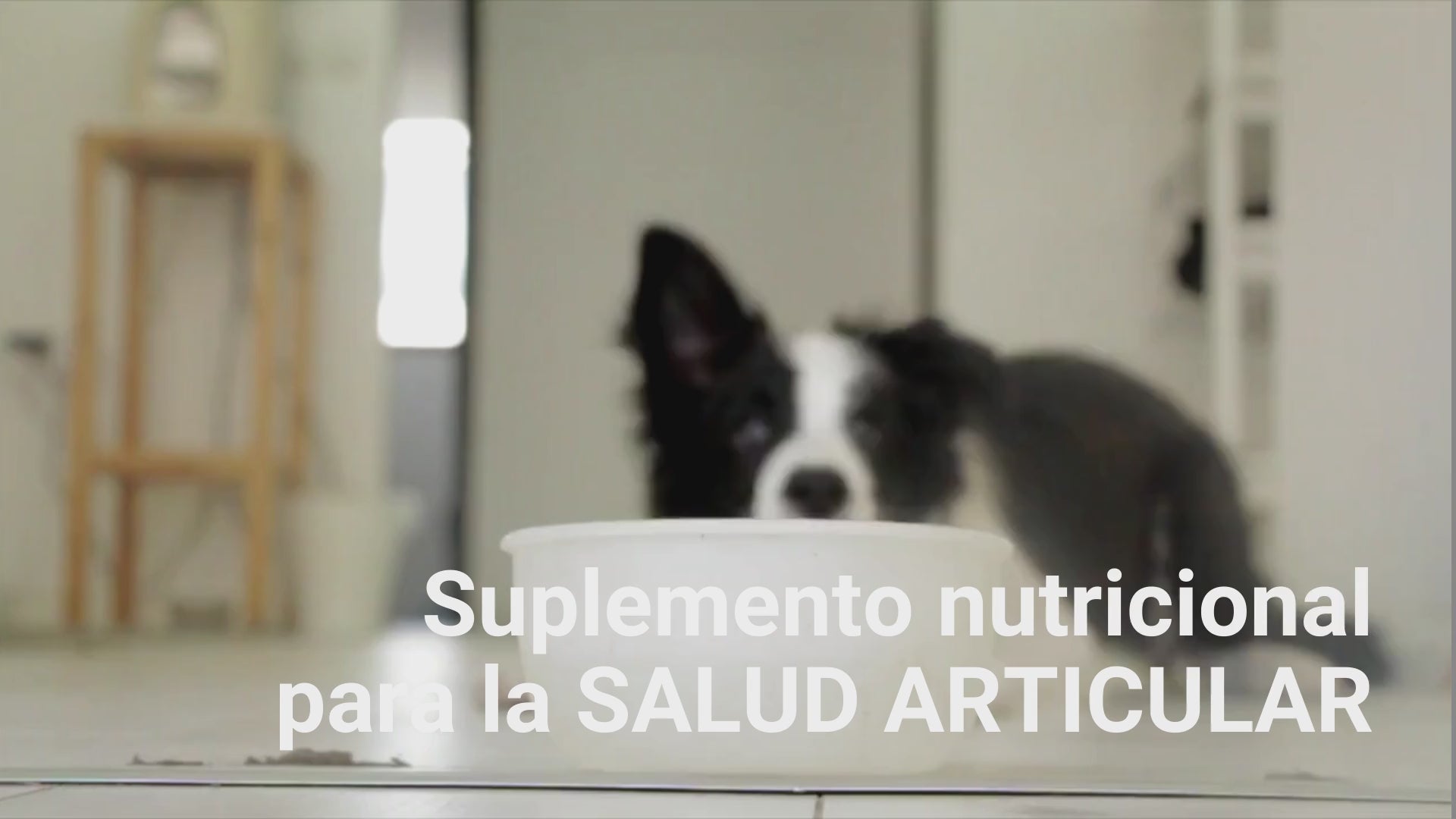 Suplemento natural para las articulaciones de perros