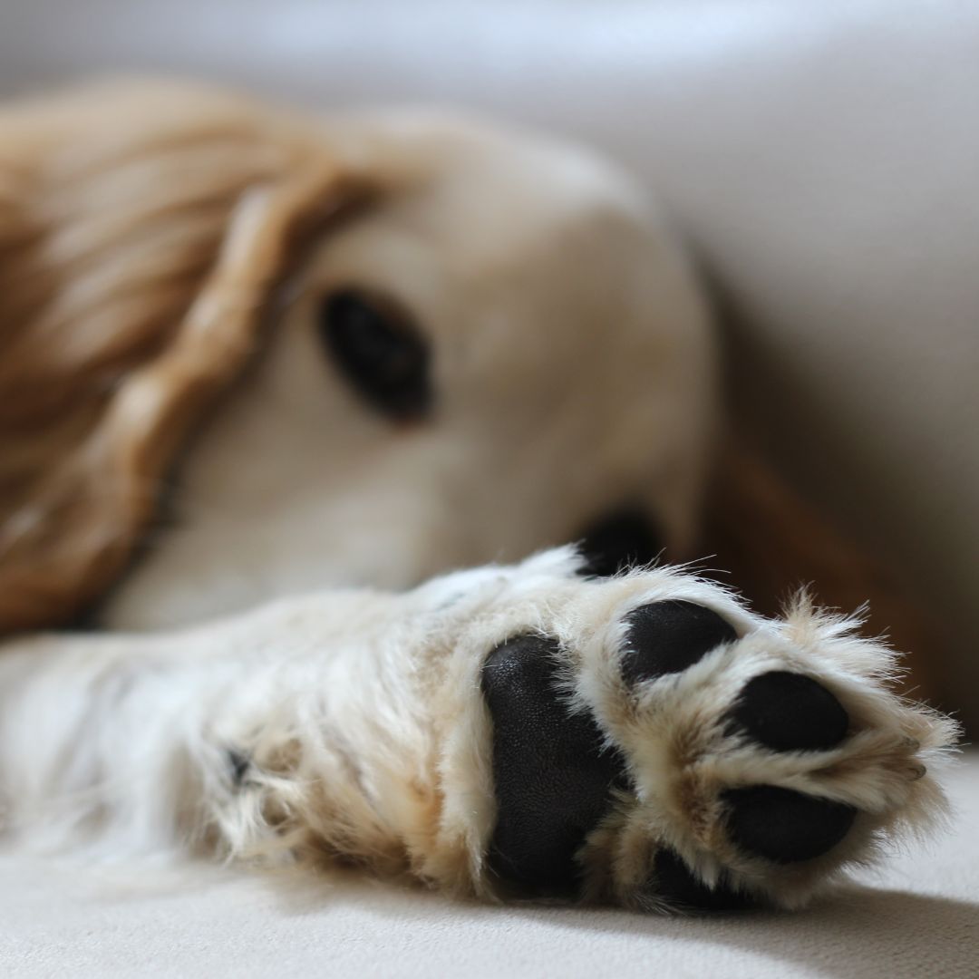 Hydrated dog paw pads