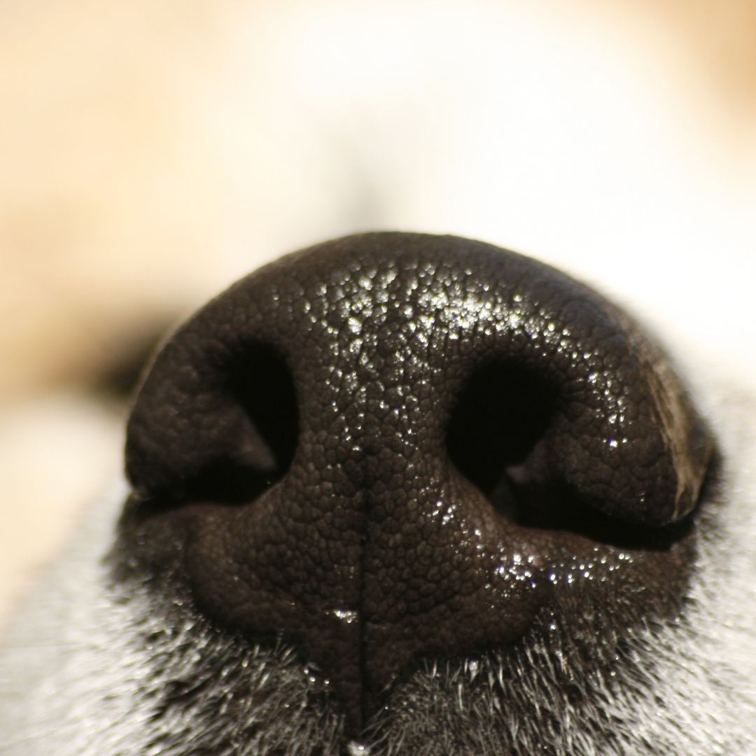 Moisturizing dog nose leather
