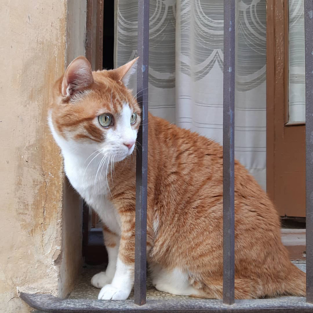 Guía de alimentos que pueden comer los gatos (y los que no)