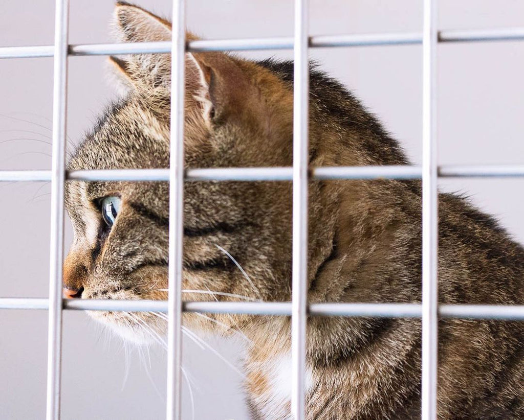 Enfermedades más frecuentes en gatos y cómo mejorarlas