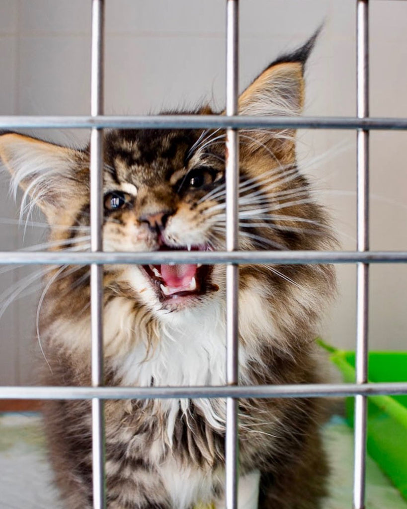 Gingivitis en gatos: ¿Qué es, cómo tratarla y qué hacer para prevenir su aparición?