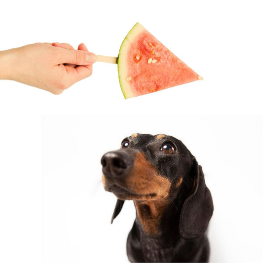 ¿Qué frutas puede comer mi perro o gato en verano?