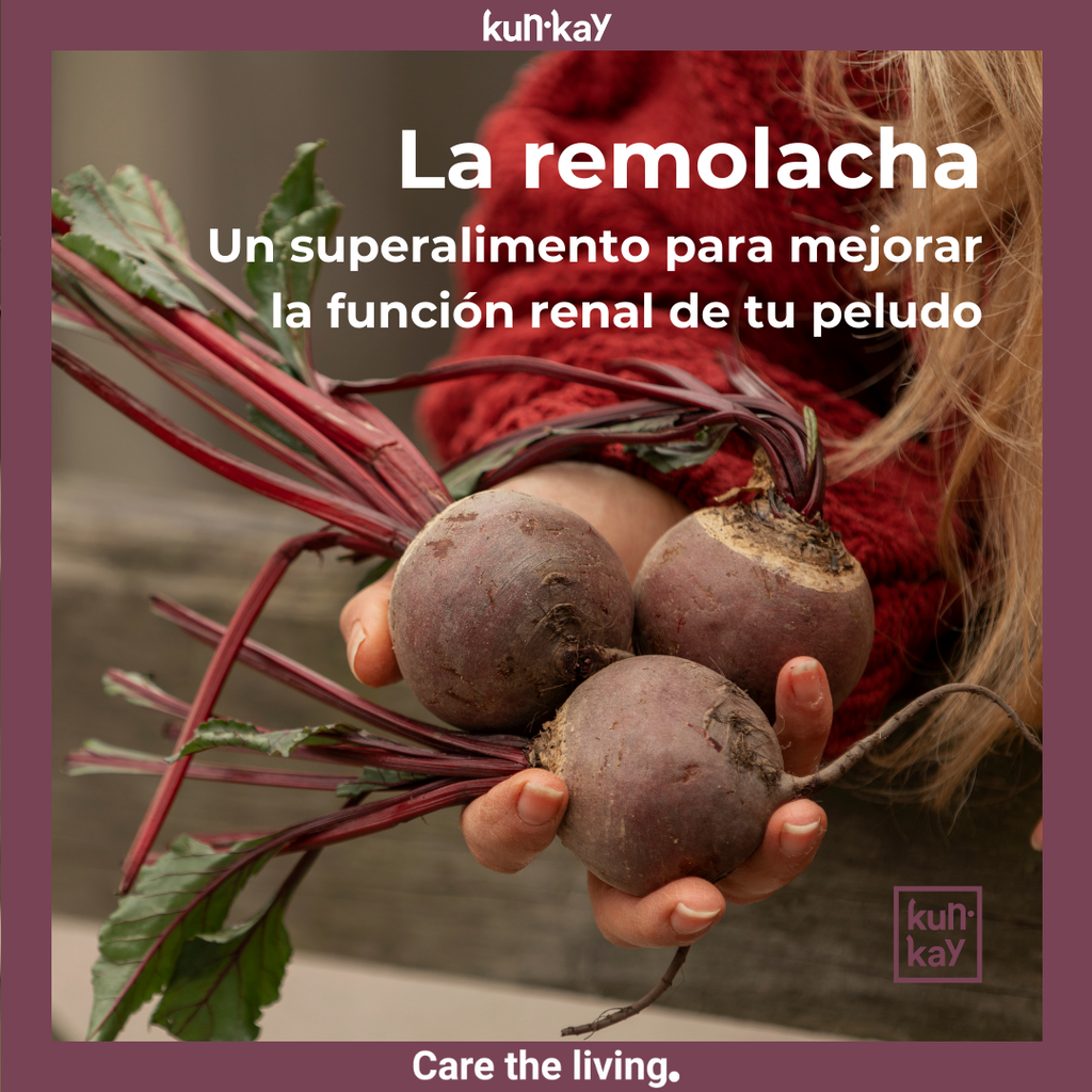 La remolacha: un superalimento para mejorar la función renal de tu peludo