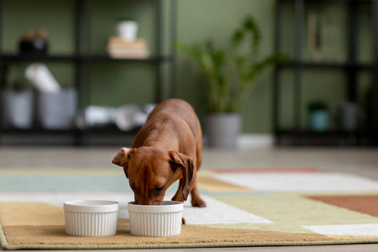 GUÍA COMPLETA SOBRE DIETAS PARA PERROS