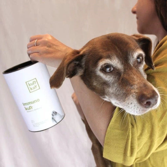 Guía sobre las enfermedades más comunes en perros y cómo mejorarlas