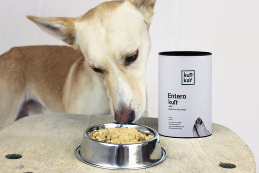 La importancia del microbioma de tu peludo