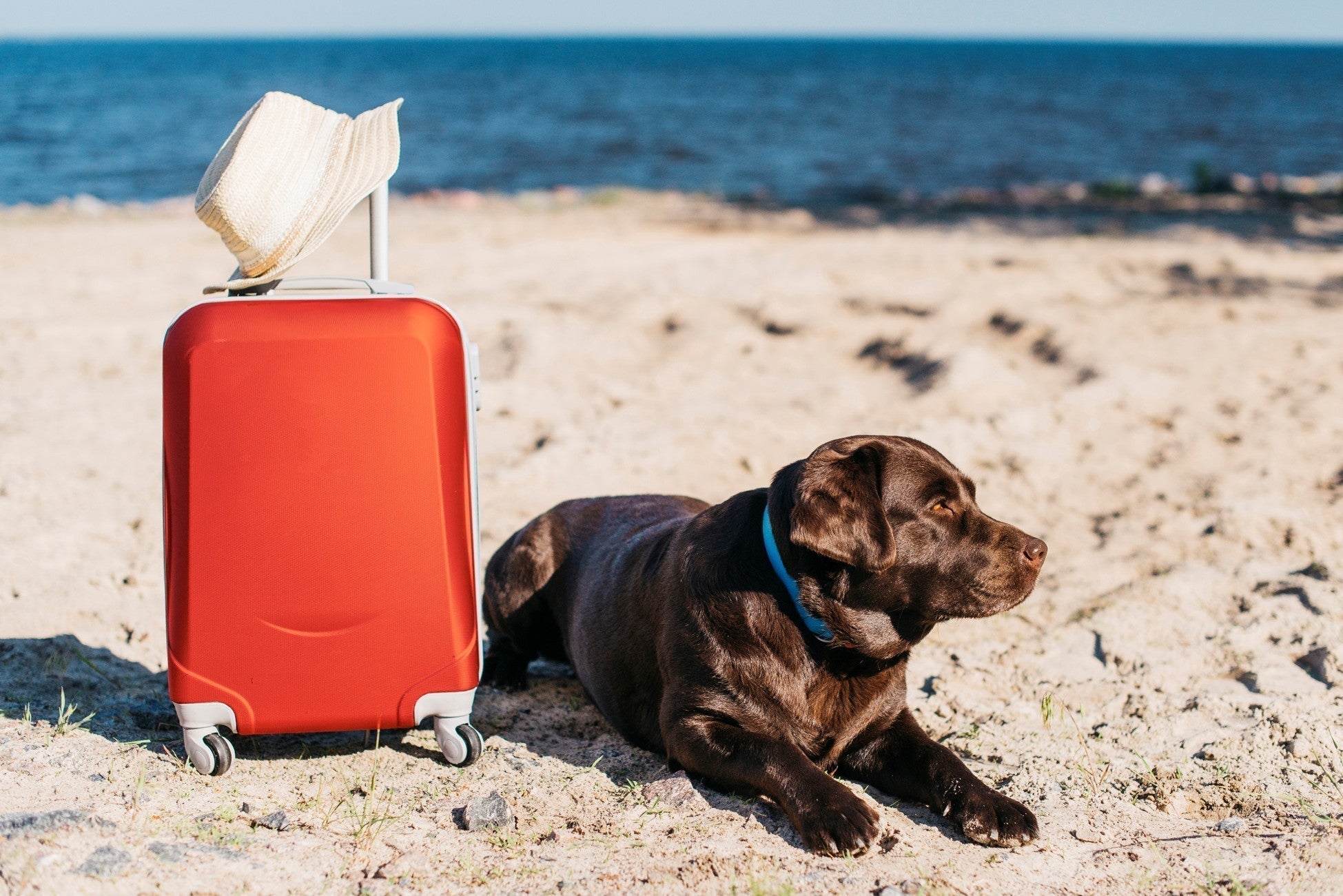 Paws Log In 🐾 10 Tips for Traveling with Your Dog: A Pet-Friendly Guide for Stress ...