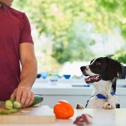 Lebensmittel, die Hunde essen können (Ratgeber)