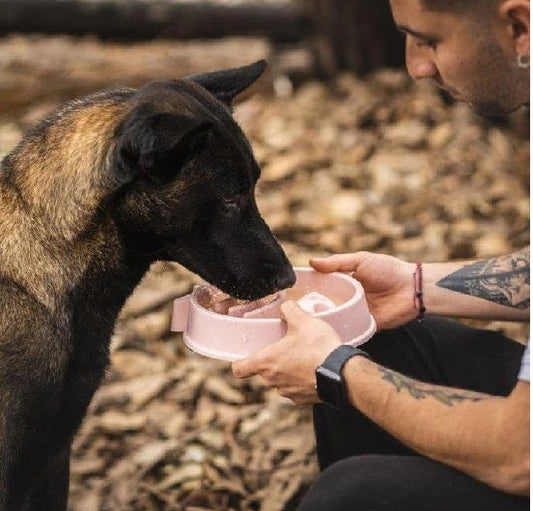 Gastroenteritis en perros: ¿Qué es? ¿Cómo tratar? Causas más comunes y síntomas