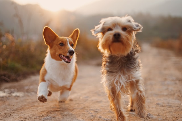 Condroprotectores para perros: Usos y utilidades