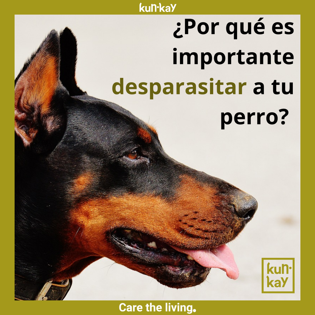 ¿Por qué es importante desparasitar a tu perro?