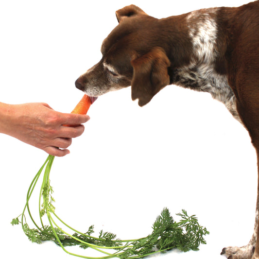 Delicioso helado para perros con caldo de huesos para articulaciones saludables