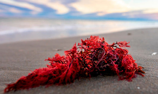 Astaxantina para perros: el antioxidante que potencia el aceite de salmón y el aceite de krill