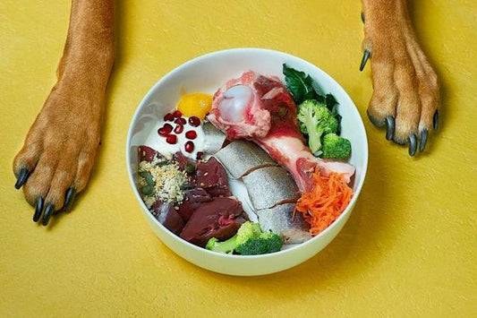 Comida casera para perros: energía y salud para todo el día