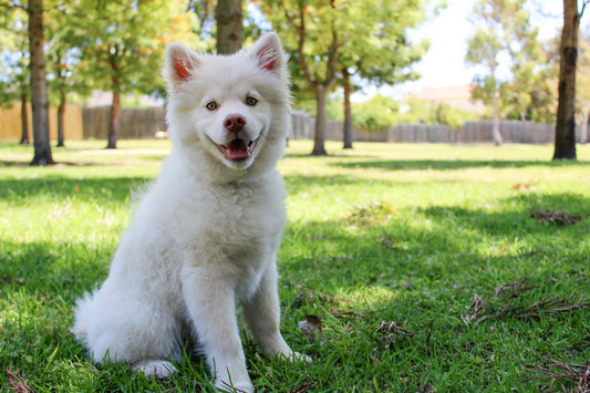 Protege a tu peludo de garrapatas, pulgas y piojos