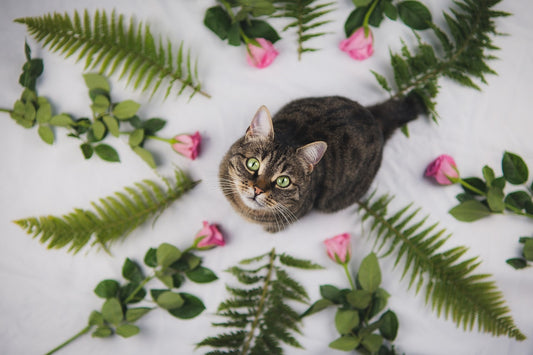 Gato flores primavera, ¿Conoces qué flores son tóxicas para tu gato y perro?