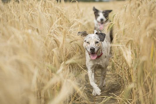 Intolerancias alimentarias en perros: síntomas, causas y soluciones