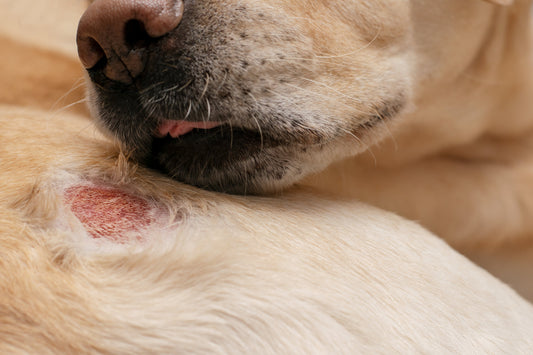 Labrador blanco lamiendo su herida en la piel (dermatitis alérgica)