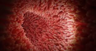 🌿 PREBIÓTICOS PARA PERROS: por qué son clave par un intestino feliz (y un perro sano)