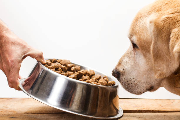 És recomanable que el gos mengi entre hores?