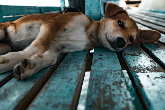 Epilèpsia en gossos, tot el que necessites saber i com tractar-la?