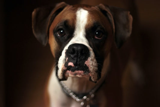 Antiinflamatorios para perros. ¿Son seguros? ¿Cuál es su efectividad?