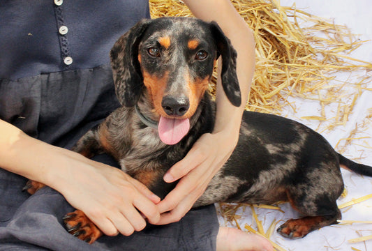 Fisiopatología de la dermatitis atópica en perros