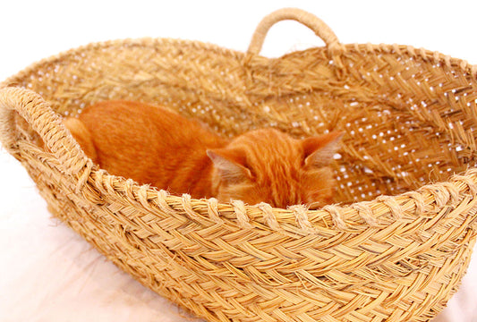 Mi gato está estresado, ¿por qué?