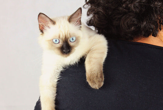 Tipos de diarrea en gatos según su fisiopatolgía