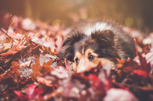 MUDA DE PELO EN OTOÑO Y DEFENSAS EN PERROS Y GATOS