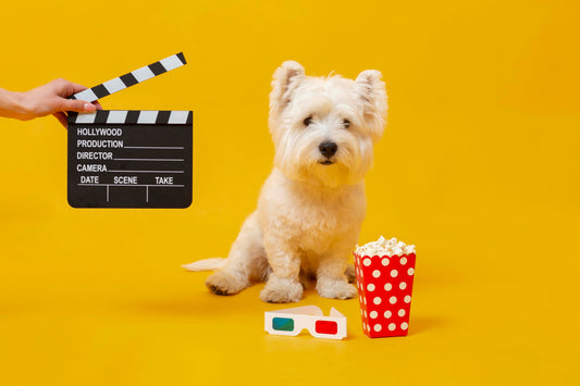 🎥Manta y peli de cine perruno