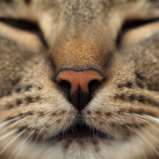 ¿Cómo prevenir y eliminar las bolas de pelo de mi gato?