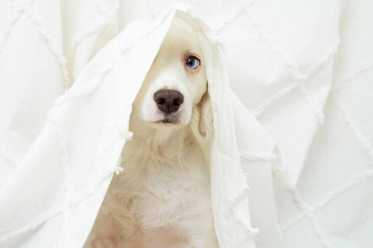 Triptófano y caseina para relajar a mi perro