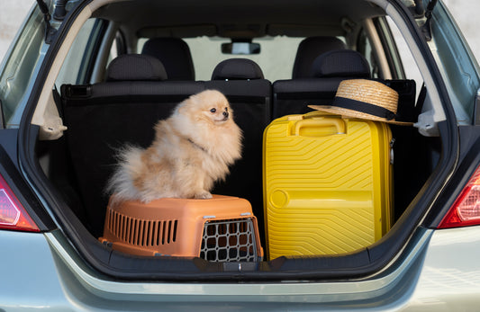 Mejores Hoteles Pet Friendly para Escapades de Otoño