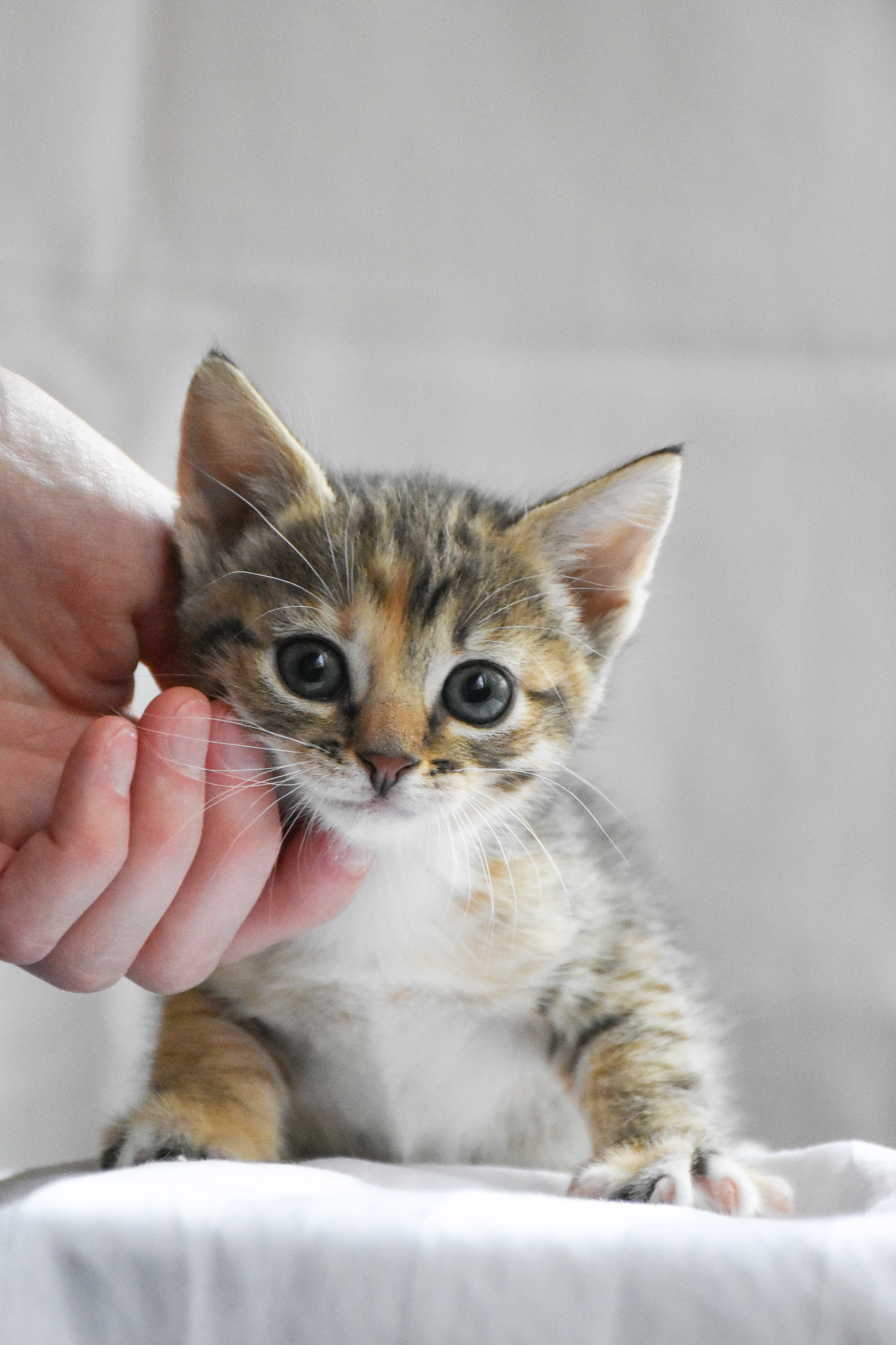 Paws Log In Looking flawless skin is possible with Biotin – KUNKAY