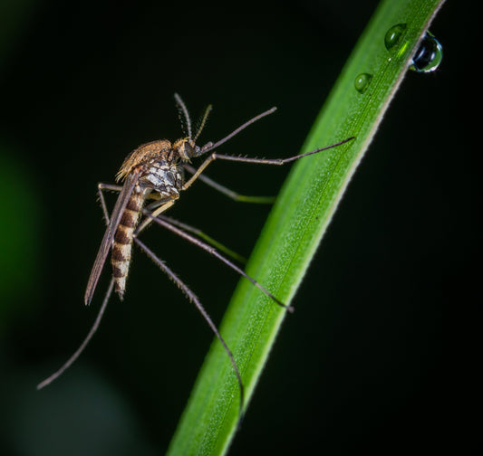 Mosquito Leishmania