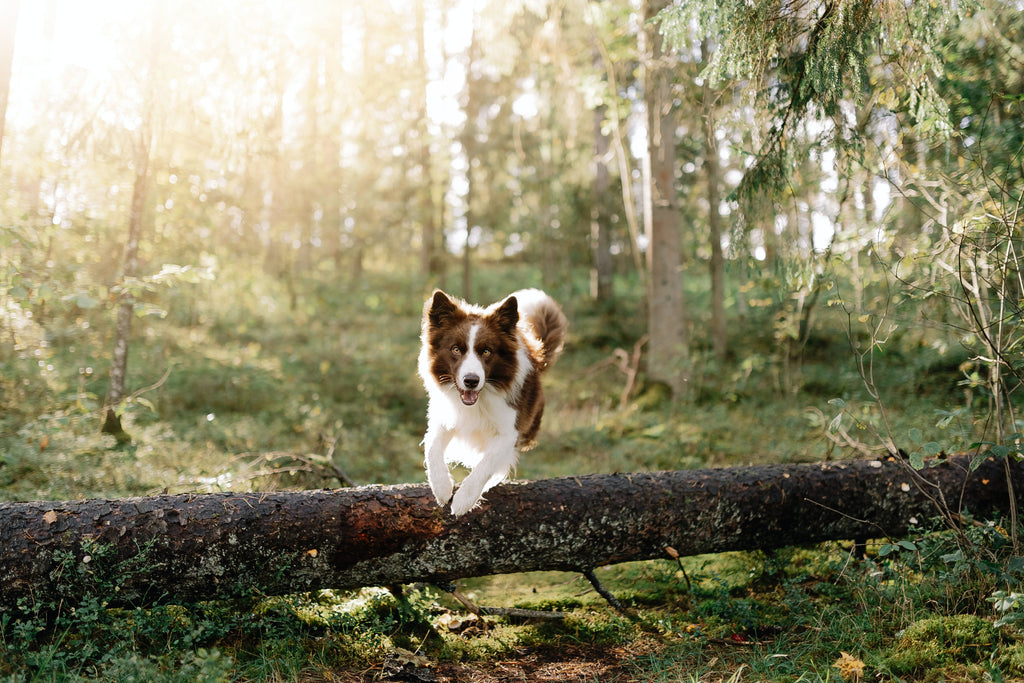 Wie erkenne ich, ob mein Hund Gelenkprobleme hat?